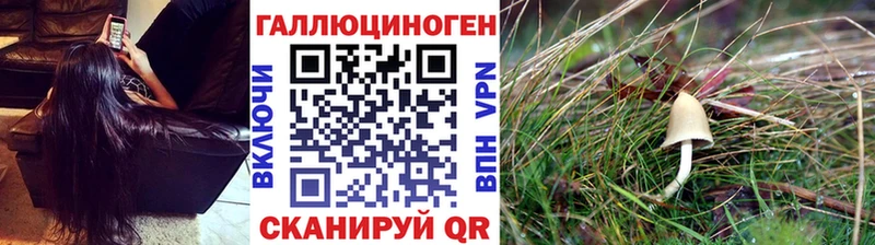 Купить  Верхний Тагил  Псилоцибиновые грибы Cubensis 